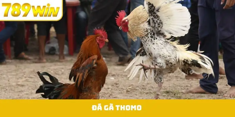 Đá Gà Thomo