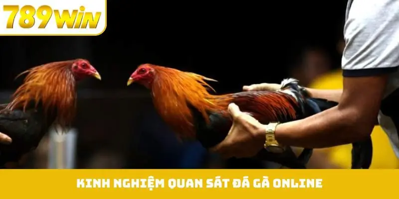 Kinh nghiệm quan sát đá gà online
